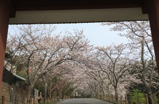 ソメイヨシノ、まもなく満開です! ソメイヨシノ、まもなく満開です!