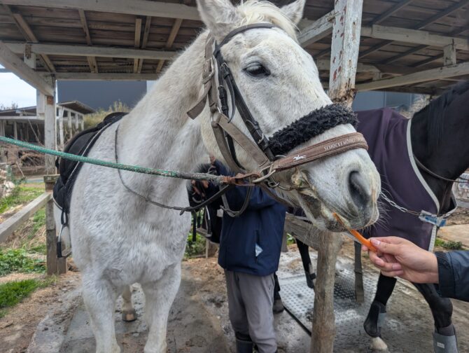 九十九里浜一宮乗馬センター | 千葉県一宮町観光協会