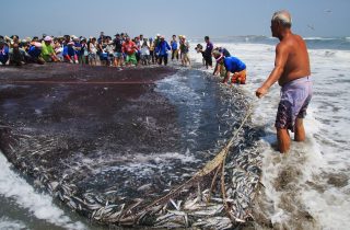 観光地曳網、始まります! 観光地曳網、始まります!